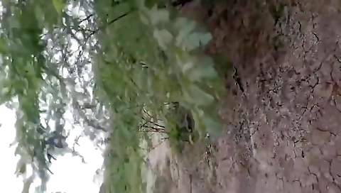 Desi Bhabhi Hot Aunty Outdoor Sex With Devar Bhabhi